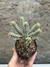 Euphorbia mammillaris variegata pt11