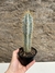 Pilosocereus azureus - cacto azul pt11 15cm alt - Cactos Azulão
