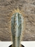 Pilosocereus azureus - cacto azul pt11 15cm alt - comprar online