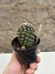 Copiapoa pt09 na internet