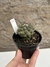 Copiapoa pt09 - Cactos Azulão