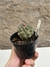 Copiapoa pt09 - loja online