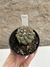 Copiapoa pt09 na internet
