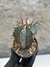 Euphorbia horrida - comprar online