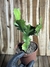 Euphorbia bougheyi pt11