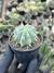 Ferocactus glaucescens inermis - comprar online
