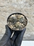 Tephrocactus articulatus mix pt07