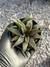 Haworthia koelmaniorum pt09