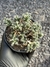 Trichodiadema densum pt11 - comprar online