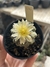 Copiapoa pt09 - comprar online