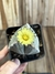 Astrophytum myriostigma 3k - tricostatum pt11 matriz - loja online