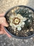 Gymnocalycium quehlianum pt14 - comprar online