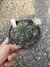 Gymnocalycium quehlianum pt14 na internet