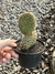Opuntia pycnantha pt11