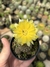 Lobivia "flor amarela"