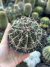 Ferocactus horridus pt11 - comprar online