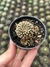 Lobivia "flor amarela" - comprar online