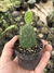 Opuntia tacinga inamoena - comprar online