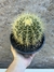 Echinocactus grusonii cuia18 - poltrona de sogra - comprar online