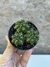 Gymnocalycium damsii prolifero - comprar online