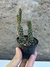 Cylindropuntia fulgida - rabo de dragão - comprar online