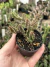 Huernia histrix na internet