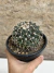 Mammillaria magnimamma pt14 na internet