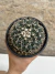 Mammillaria magnimamma pt14 - comprar online