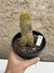 Mammillaria eriacantha pt14 - comprar online