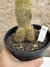 Mammillaria eriacantha pt14 na internet