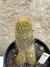 Mammillaria eriacantha pt14 - Cactos Azulão