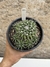 Mammillaria compressa colonia pt14 na internet