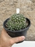 Mammillaria compressa colonia pt14 - Cactos Azulão