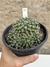 Mammillaria compressa colonia pt14 - comprar online