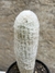 Espostoa melanostele var inermis pt14 - comprar online