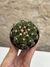 Discocactus crystallophilus - comprar online