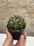 Discocactus crystallophilus na internet