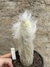 Espostoa ritteri pt14 - comprar online