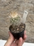 Stenocactus vaupelianus (albatus) - comprar online