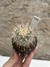 Stenocactus vaupelianus (albatus) na internet