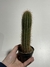 Trichocereus narvaecensis pt09 15-20cm alt - comprar online