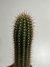Trichocereus narvaecensis pt09 15-20cm alt