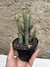 Euphorbia baionensis pt11 na internet