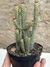 Euphorbia baionensis pt11 - comprar online