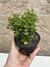 Euphorbia mili mini - coroa de cristo flor vermelha pt11 - Cactos Azulão