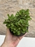 Euphorbia mili mini - coroa de cristo flor vermelha pt11 - comprar online