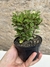 Euphorbia mili mini - coroa de cristo flor vermelha pt11 na internet