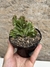 Euphorbia lactea cristata pt11 - comprar online