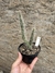 Tephrocactus weberi pt11 na internet