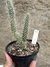 Tephrocactus weberi pt11 - comprar online